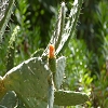 Plants: image 105 Of 117 Thumb